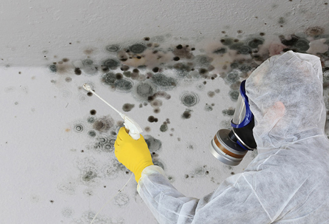 Experts in mold remediation services in the Houston and Dallas Metro areas
