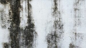 Can Bleach Clean Kill Mold