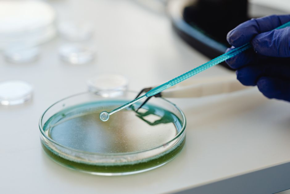 Mold testing claim in Plano
